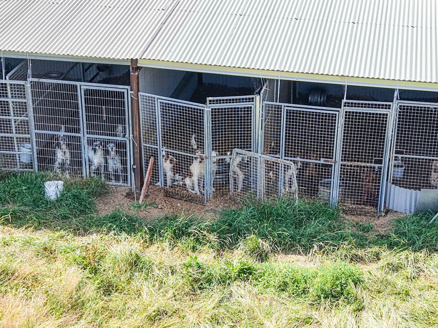 A puppy farm in Co Laois.